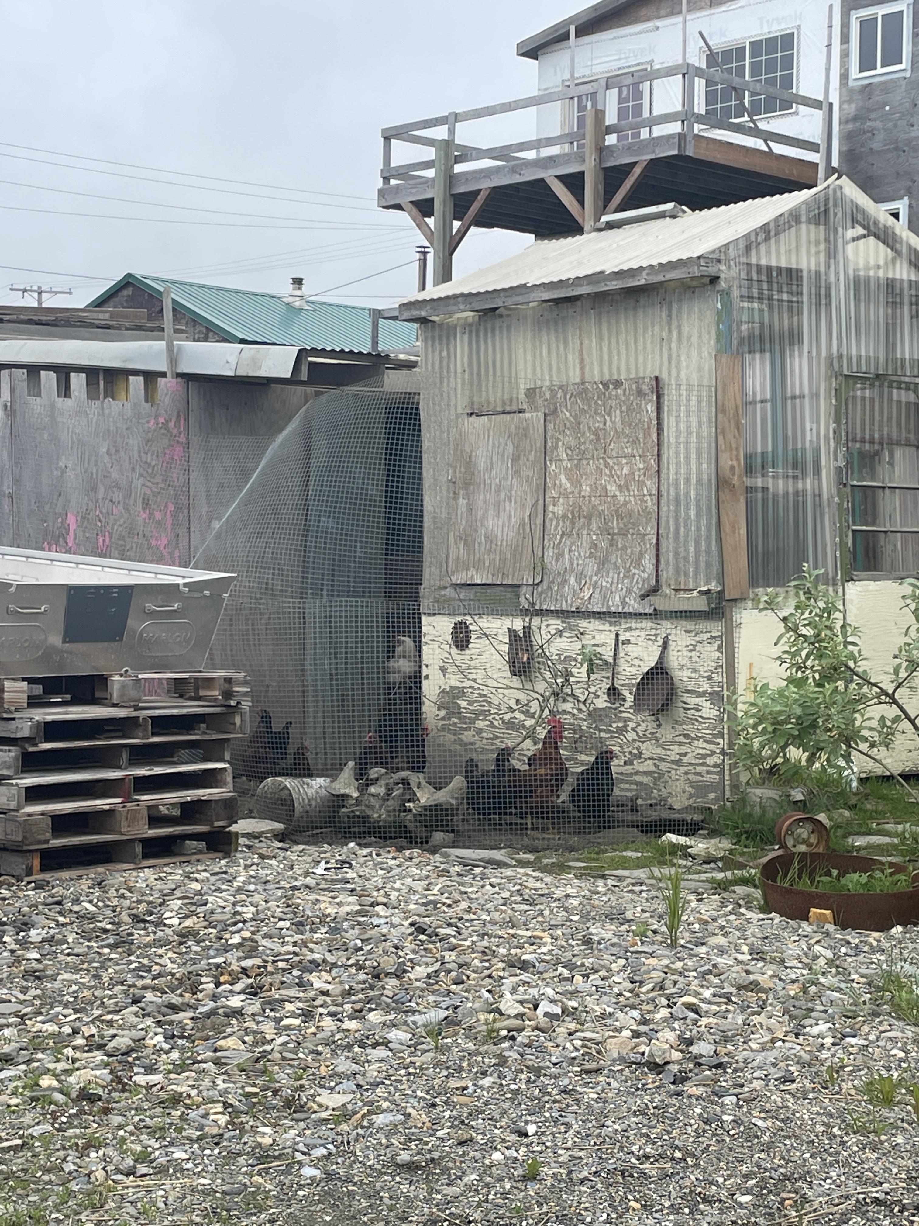 chickens couped up outside someone's home